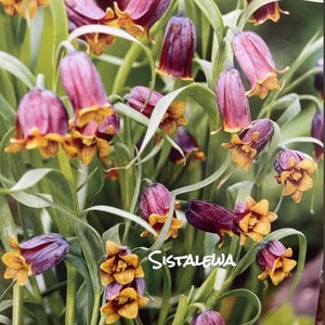 Fritillaria Uva Vulpis 3/5/7 bulbs ~Perennial