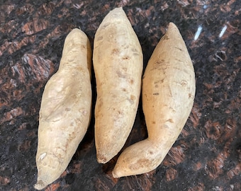 Okinawa~Khoai Lang~Purple Sweet Potatoes~Small or Large tubers~1-2 Lbs -Different sizes available