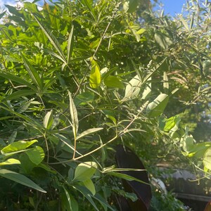 Lilac Bush (100) Seeds~ 3/7/10x7” Cuttings ~Perennial