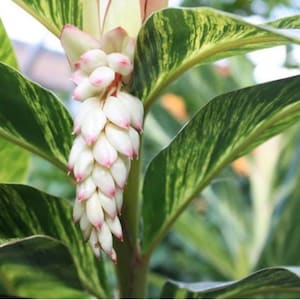 May include: A close-up of a white and pink ginger flower with green and white striped leaves.