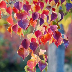 May include: Close-up of colorful autumn leaves in shades of red, purple, orange, and yellow. The leaves are heart-shaped and attached to thin branches. The background is blurred, with hints of green and brown.