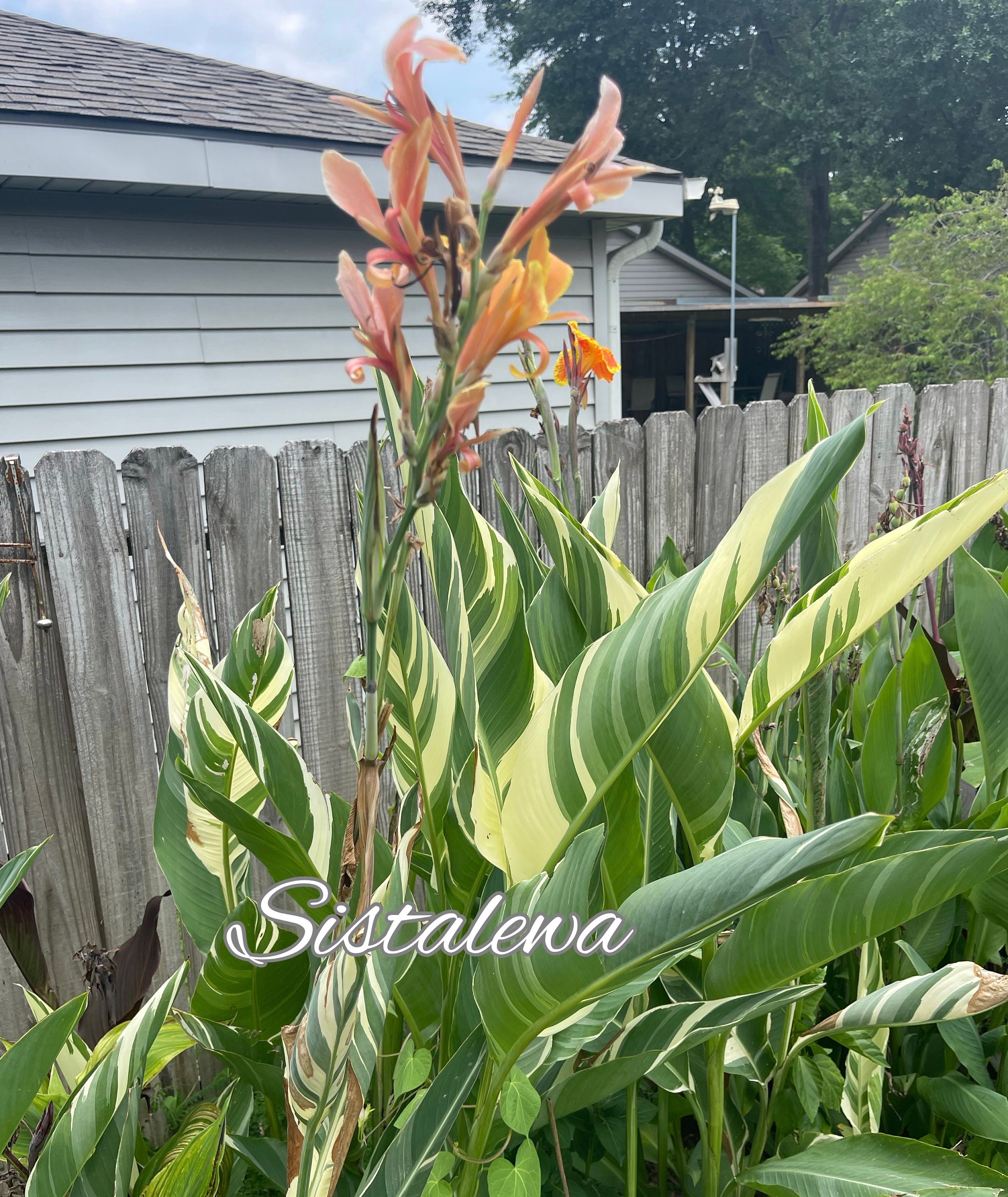 カンナ・シュツットガルト一株 【公式通販】