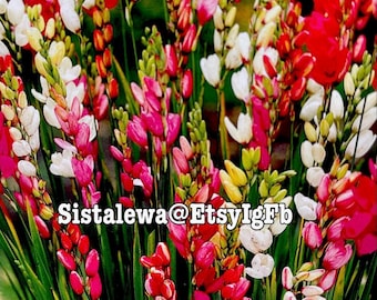 Ixia Mixed Blend Bulbs: Easy Grow, Cut Flowers (3/5/7 Bulbs)