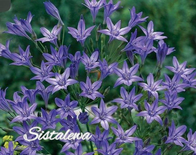 Triteleia queen Fabiola 5/7 Bulbs Perennial Etsy