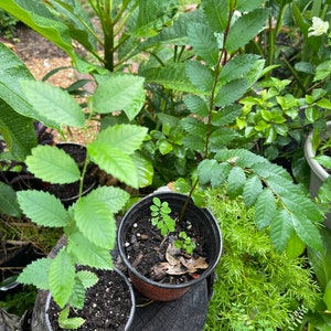 Winged Chinese Elm Seedlings 1/2/3~Perennial