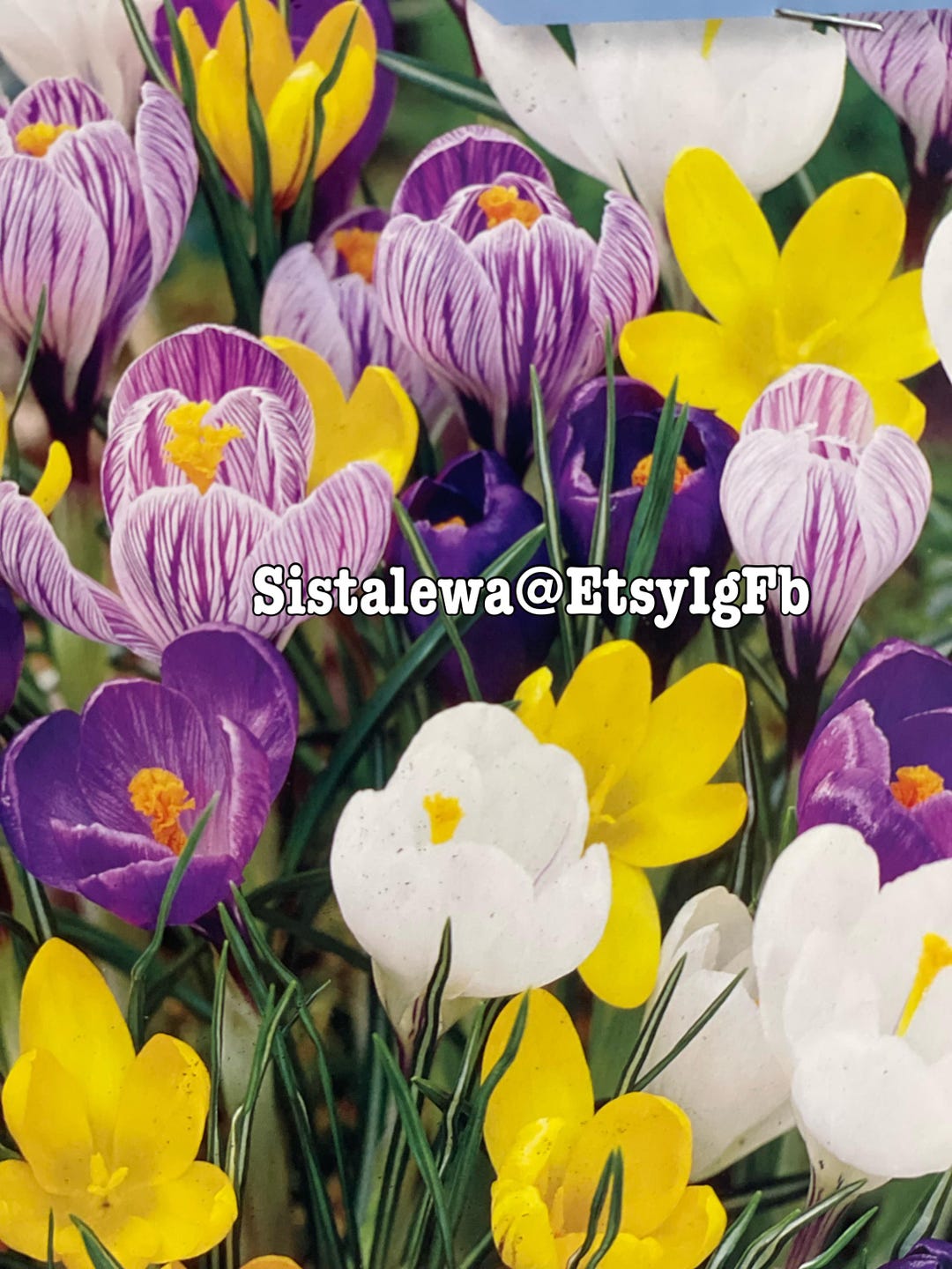 25 Mixed Species Crocus Bulbs, Perennial Snow Crocus - Etsy