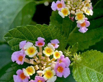 Lantana Camara 100-Seeds or (7) 9’ Cuttings or (1) starter Plant~Butterflies love this~Mosquito repellent~Perennial