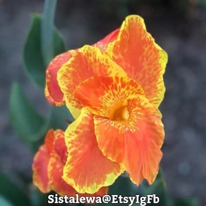Canna Bavaria(1-2) Rhizomes/Bulbs~perennial