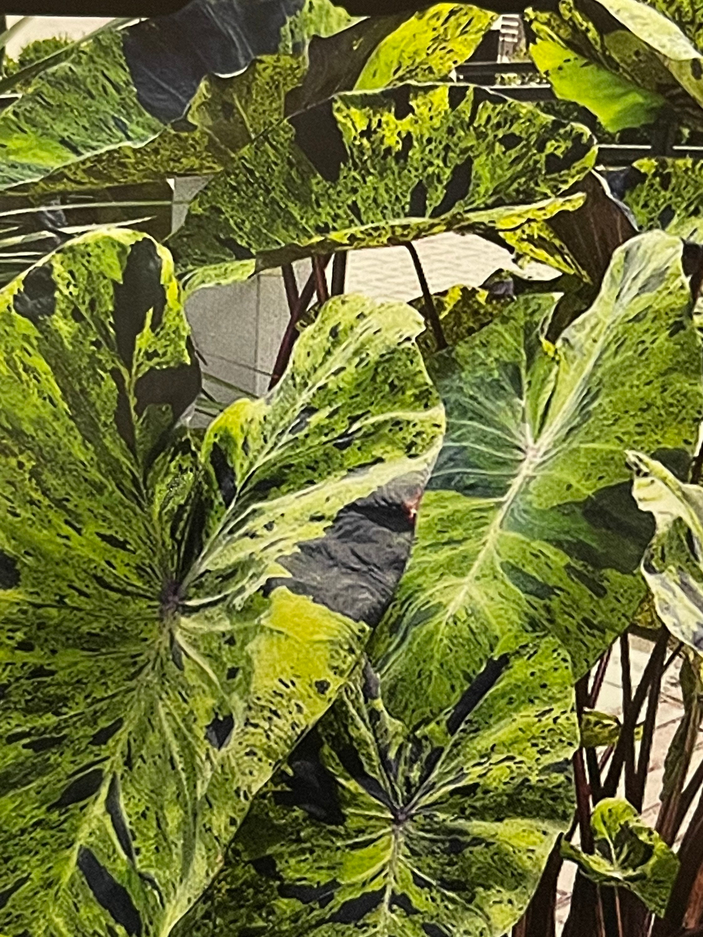 Elephant Ear mojito Alocasia Colocasia 1 Bulb or Etsy Finland