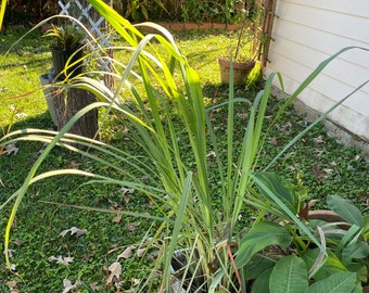 Organic Lemon Grass 1-5 Stalks~ Plant with Root