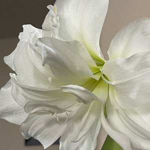 Amaryllis Stargazer Amigo Marquise Opal Arabian Night Glee Tinkerbell~3x3” bulbs~2 Stems~4-6 Blooms~(5) Seeds~Perennials