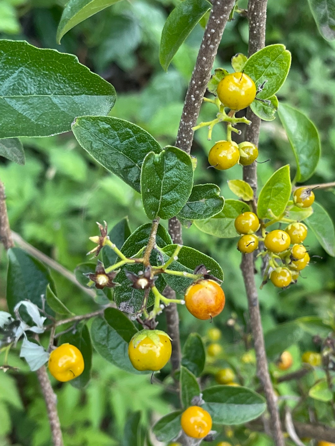 Sandpapper Tree Sand Paper Tree Seeds (3-15) 7” Cuttings Ehretia Anacua~perennial - Etsy