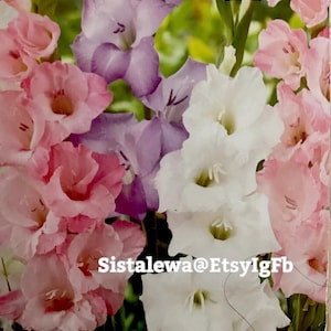Gladiolus ‘Pastel Blend’- 3/5/7 Med-Lg Bulbs New Stock