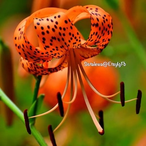 Single Orange Tiger Lily (1-5) Bulbs Lilium Lancifolium Flore Pleno