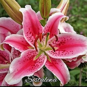 Stargazer Lily Bulbs (3-5) Bulbs