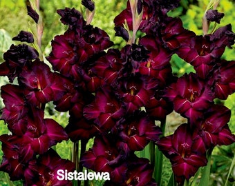 Gladiolus Espresso 3/5/7 Bulbos Medianos Nuevo Stock