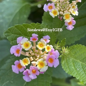 Lantana Camara Seeds: Mosquito Repellent Perennial Plant