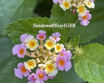 Lantana Camara Seeds: Mosquito Repellent Perennial Plant