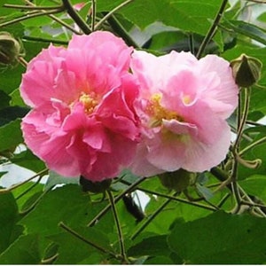 May include: Close-up of two pink flowers with yellow centers, surrounded by green leaves and stems. The flowers have multiple layers of petals, with one flower a darker pink than the other. The image is of a plant.