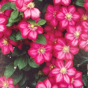 May include: A close-up of a cluster of vibrant pink clematis flowers with green leaves. The flowers have a delicate, layered appearance with a white center.
