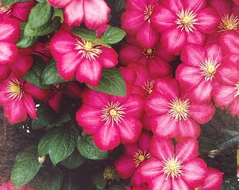 Clematis ‘City de Lyon’ (1) Root Or Stater Plant~Perennial