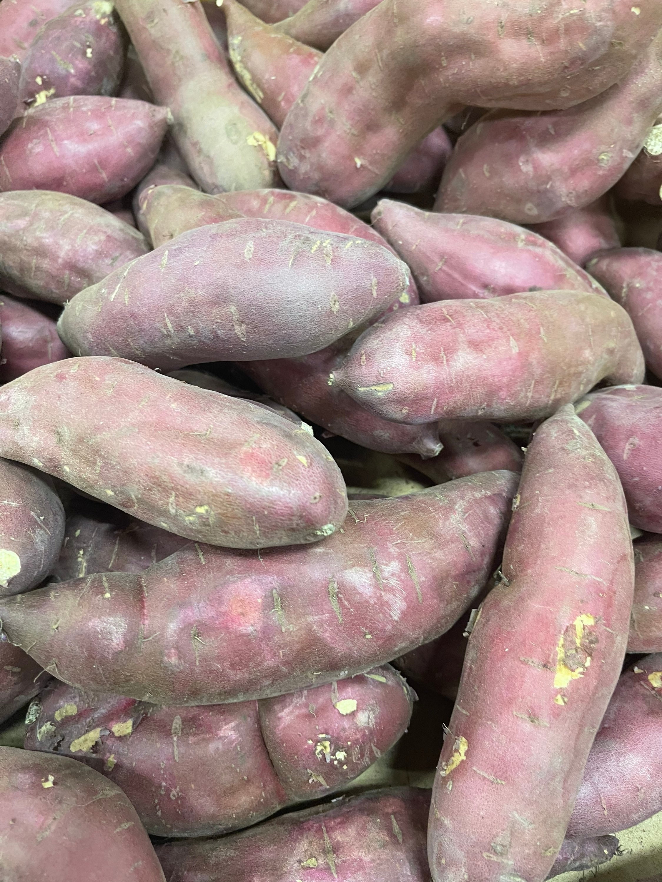 Sweet Potato　さま専用 Amazon.com : 15 Okinawa Sweet Potato Slips, Well Rooted
