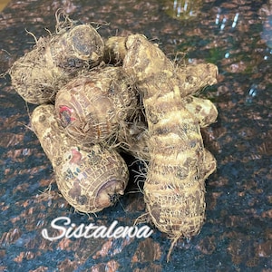 Edible TARO tubers (1) Tuber or (1) LB Malanga Coco ~ Med-Lg~Perennial