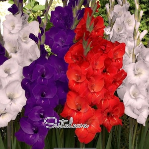 Gladiolus Blend ‘Red White Blue’ ~4/5/7 Bulbs New Stock