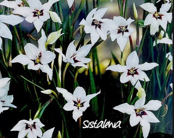 Orchid ‘Peacock’ (5-15) 1” Bulbs Acidanthera white with purple center~Perennial