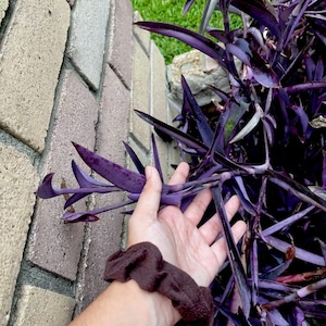 Organic Tradescantia Purple Heart  (7)Cuttings Purple Perennial Plant Cuttings or Rooted