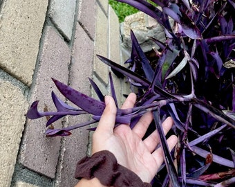 Where to find purple heart plant cuttings