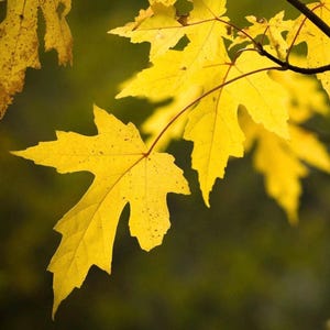 May include: Close-up of yellow maple leaves with a blurred green background. The leaves are delicate and have a slightly textured surface.