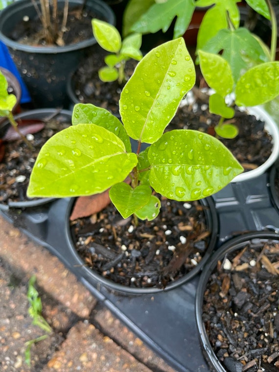 Custard Apple Seedling Ubicaciondepersonas cdmx gob mx custard-apple-seedling-ubicaciondepersonas-cdmx-gob-mx