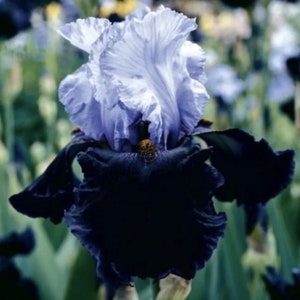Iris Bearded (3)Bulbs Sale or (1)Root of Each Random Color or (1) plant~Please Read Description