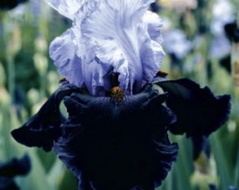 Iris Bearded (3)Bulbs Sale or (1)Root of Each Random Color or (1) plant~Please Read Description