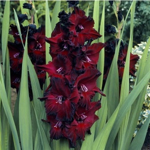 Gladiolus ‘Black Sea’ (3/5/7) Bulbs~Perennials