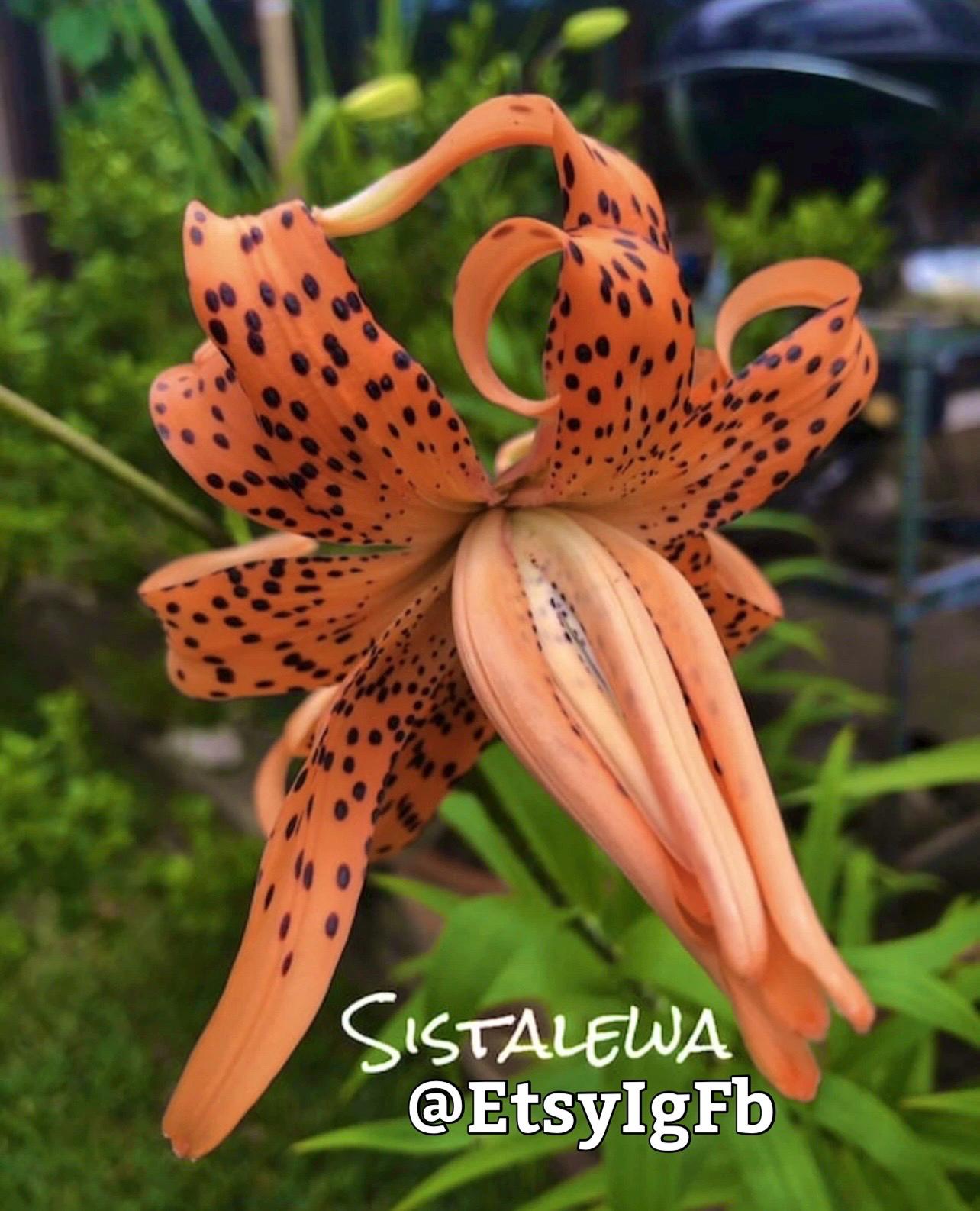 ダブルオレンジタイガーリリー（1～3球）Lilium Lancifolium Flore