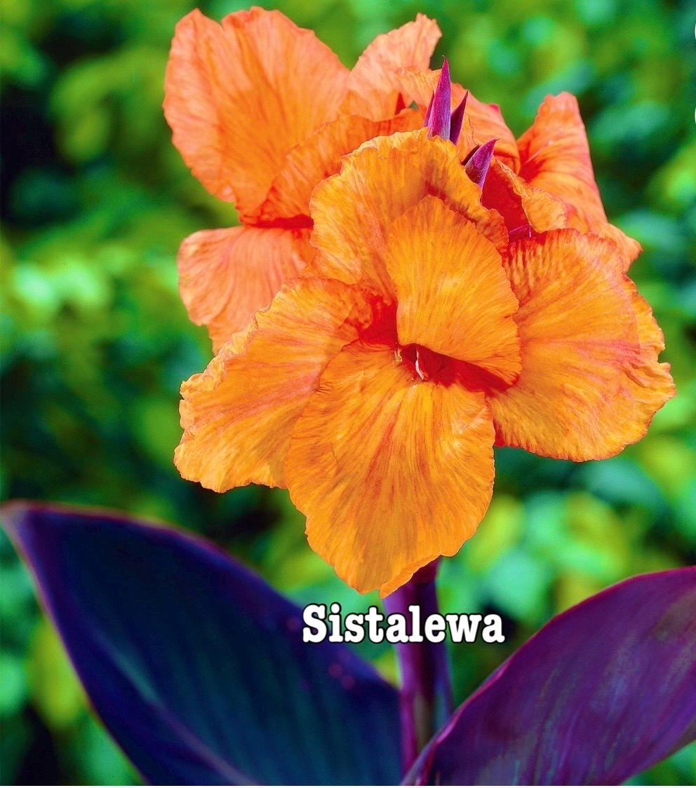 Canna bulbs - Etsy 日本