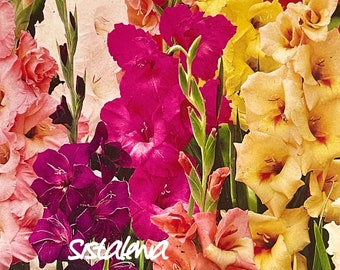 Mistura de Gladíolos com 4/5/7 Bulbos