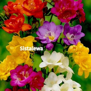 May include: A bouquet of colorful freesia flowers in shades of yellow, orange, red, purple, and white. The flowers are arranged in a cluster and have a delicate, fragrant scent.