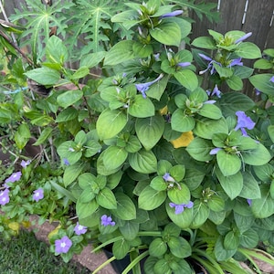 May include: A close-up of a potted plant with vibrant green leaves and clusters of small, light purple flowers. The plant is in a black pot and is surrounded by green grass.