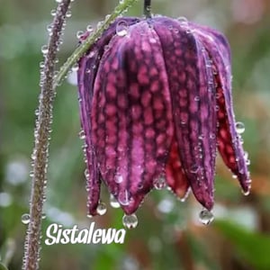 Fritillaria meleagris~Guinea Hen bulbs-Perennial