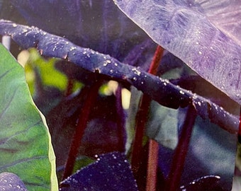 Alocasia ‘Black Coral’ (1) Bulb Esculenta Colocasia Perennial