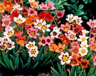 Sparaxis Mixed Bulbs: Easy Grow, Cut Flowers (5-7 Bulbs)