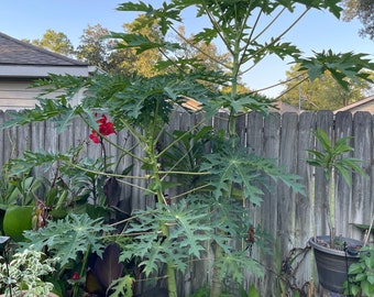 Red Papaya (25) Seeds~Seedlings 6-10”~Different sizes~14-17”