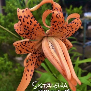 Double Orange Tiger Lily (1-3) Bulbs Lilium Lancifolium Flore Pleno~Plants~Perennial