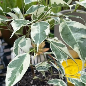 Variegated Marbled Plain Ficus Benjamin (1) Plant~10-15” Height