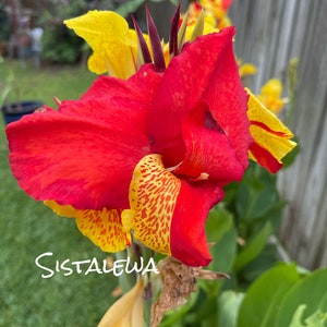 Canna Cleopatra Variegated (1-2) Rhizomes/bulbs~(1) plant in Pot