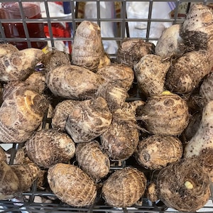 Malanga Coco Yams 1 Lb or 3 Yams ~Perennial