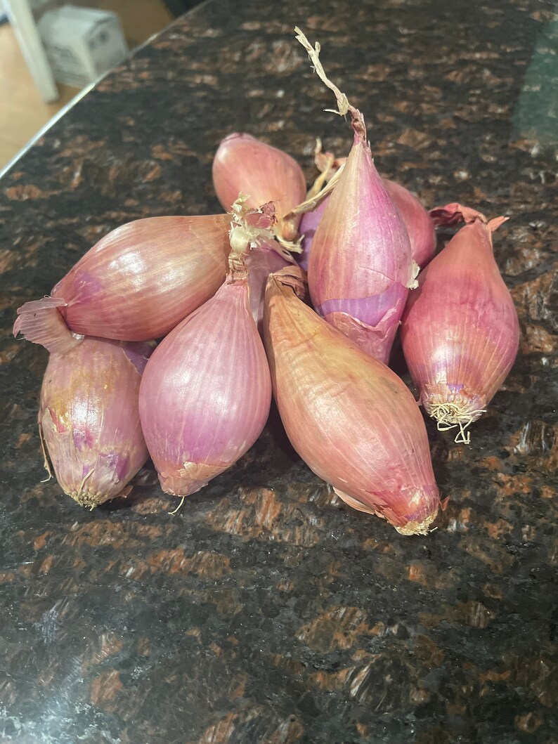 Shallots Organic US Shallots 7/12 Bulbs for Consumption or Etsy